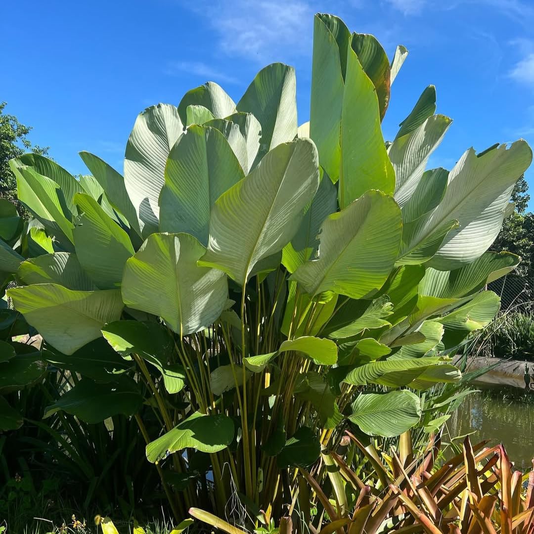 Calathea Lutea Mexican Cigar seeds for Planting - Sun Loving, Heirloom & GMO Free Seeds for Home Garden