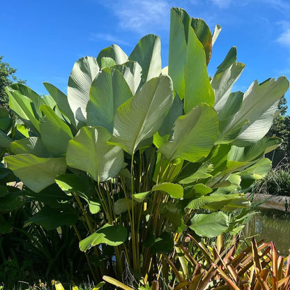 Calathea Lutea Mexican Cigar seeds for Planting - Sun Loving, Heirloom & GMO Free Seeds for Home Garden