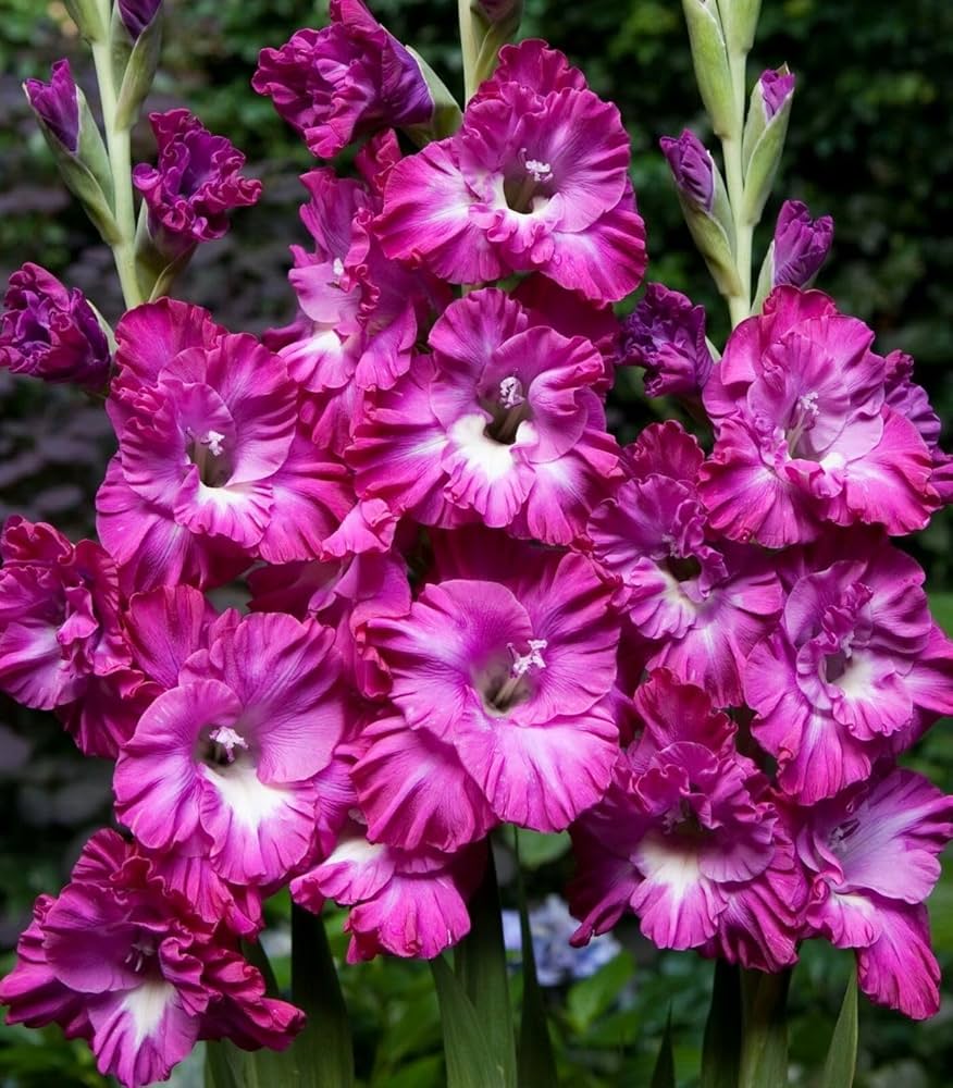 Premium White Purple Gladiolus Flower seeds for Planting Perfect for Borders, Heirloom & GMO Free Seeds for Home Garden seeds