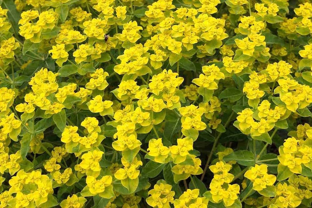 Euphorbia Lathyris Flower seeds for Planting Sun Loving, Heirloom & GMO Free Seeds for Home Garden seeds for planting