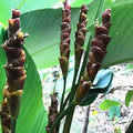 Brown Calathea Lutea Flower seeds for Planting Drought Tolerant, Heirloom & GMO Free Seeds for Home Garden seeds for planting