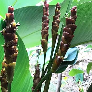Brown Calathea Lutea Flower seeds for Planting Drought Tolerant, Heirloom & GMO Free Seeds for Home Garden seeds for planting