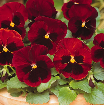 Viola Red Blue Flower seeds for Planting - Premium Quality, Heirloom & GMO Free Seeds for Home Garden