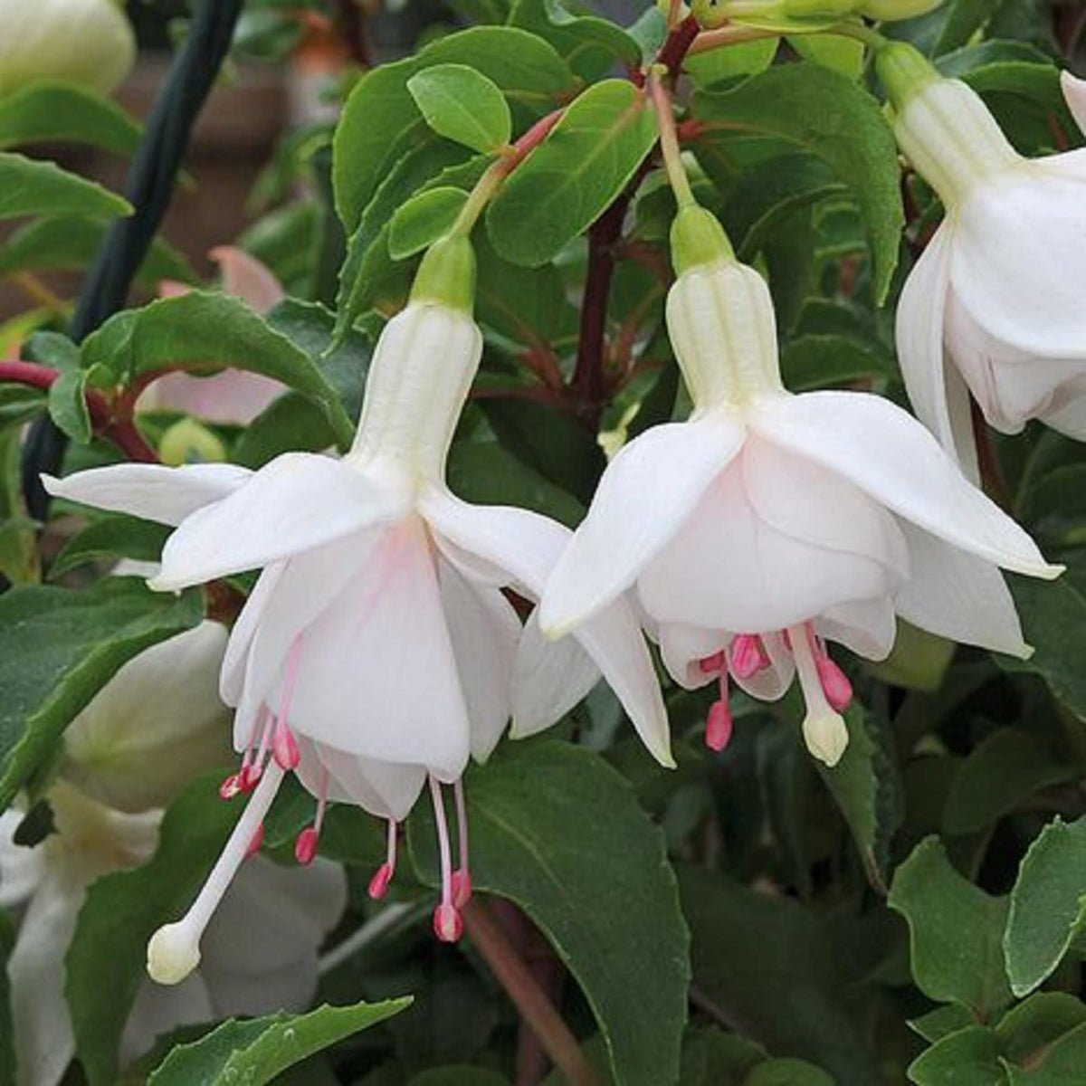 Fuchsia Flower seeds for Planting Hardy Variety Heirloom & GMO Free Seeds for Home Garden