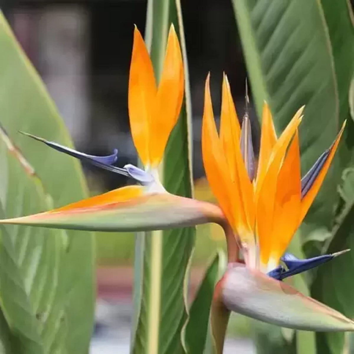 Orange & Violet Strelitzia Seeds - Exotic Flower Planting