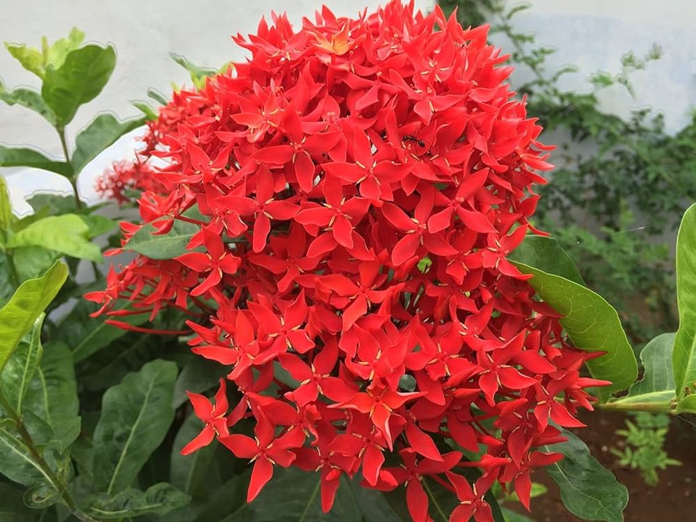 High quality Coccinea Flower seeds for Planting Low Maintenance, Heirloom & GMO Free Seeds for Home Garden seeds pack