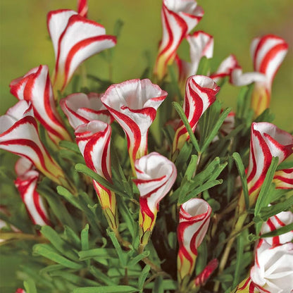 Oxalis Versicolor Flower seeds for Planting Vibrant Colors Heirloom & GMO Free Seeds for Home Garden