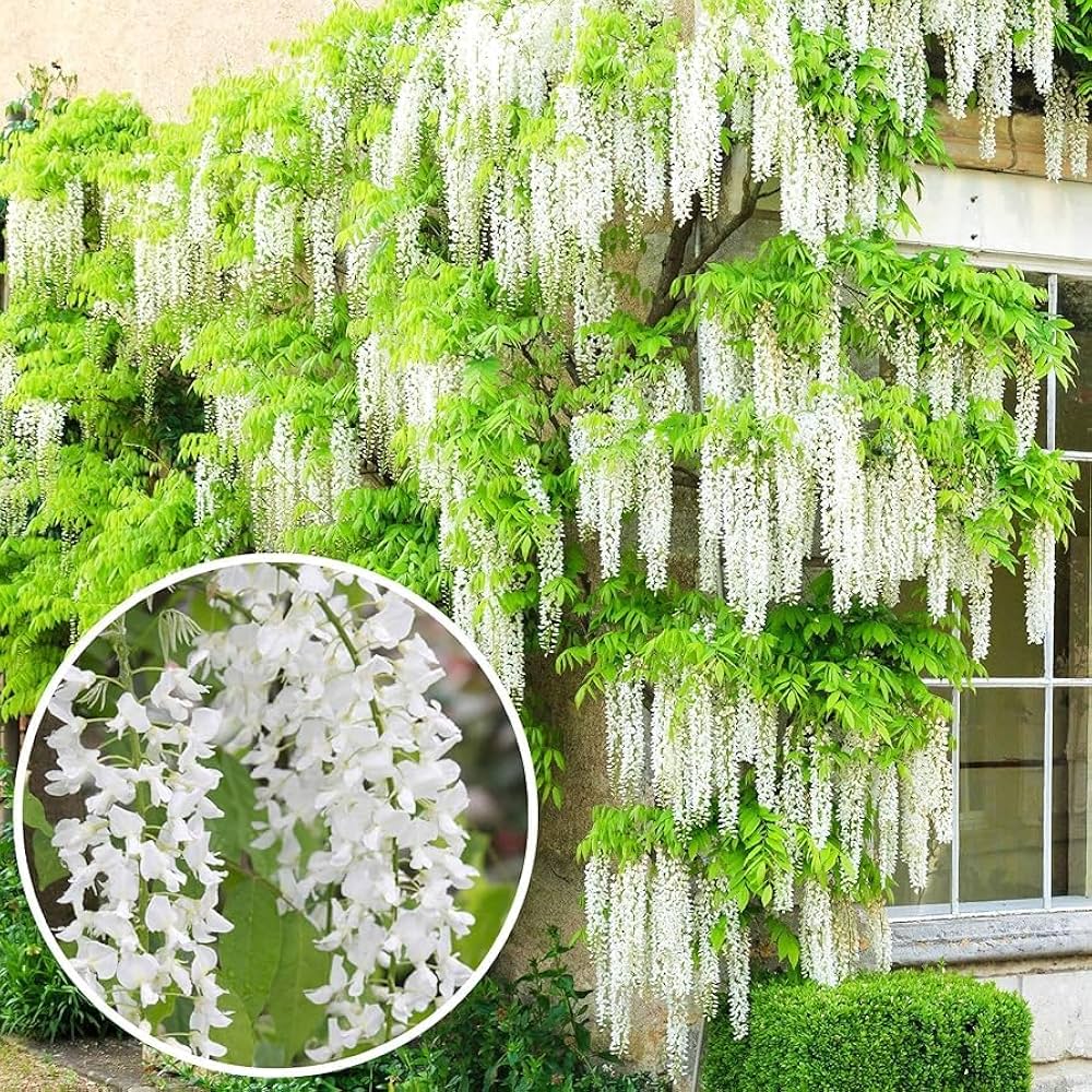 Premium Pagoda Flower seeds for Planting Cottage Garden Essential, Heirloom & GMO Free Seeds for Home Garden seeds