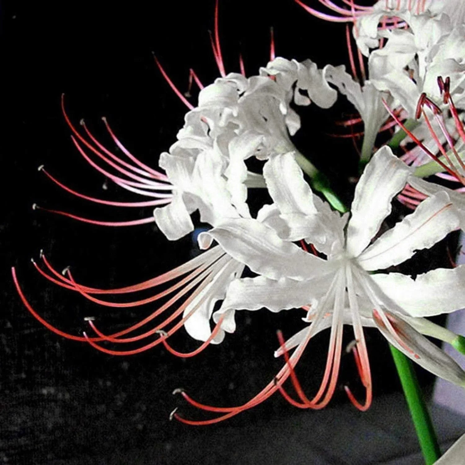 White Lycoris Flower seeds for Planting Cut Flower Favorite, Heirloom & GMO Free Seeds for Home Garden vegetable and garden seeds