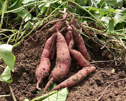 Sweet Potato Vegetable Seeds Planting