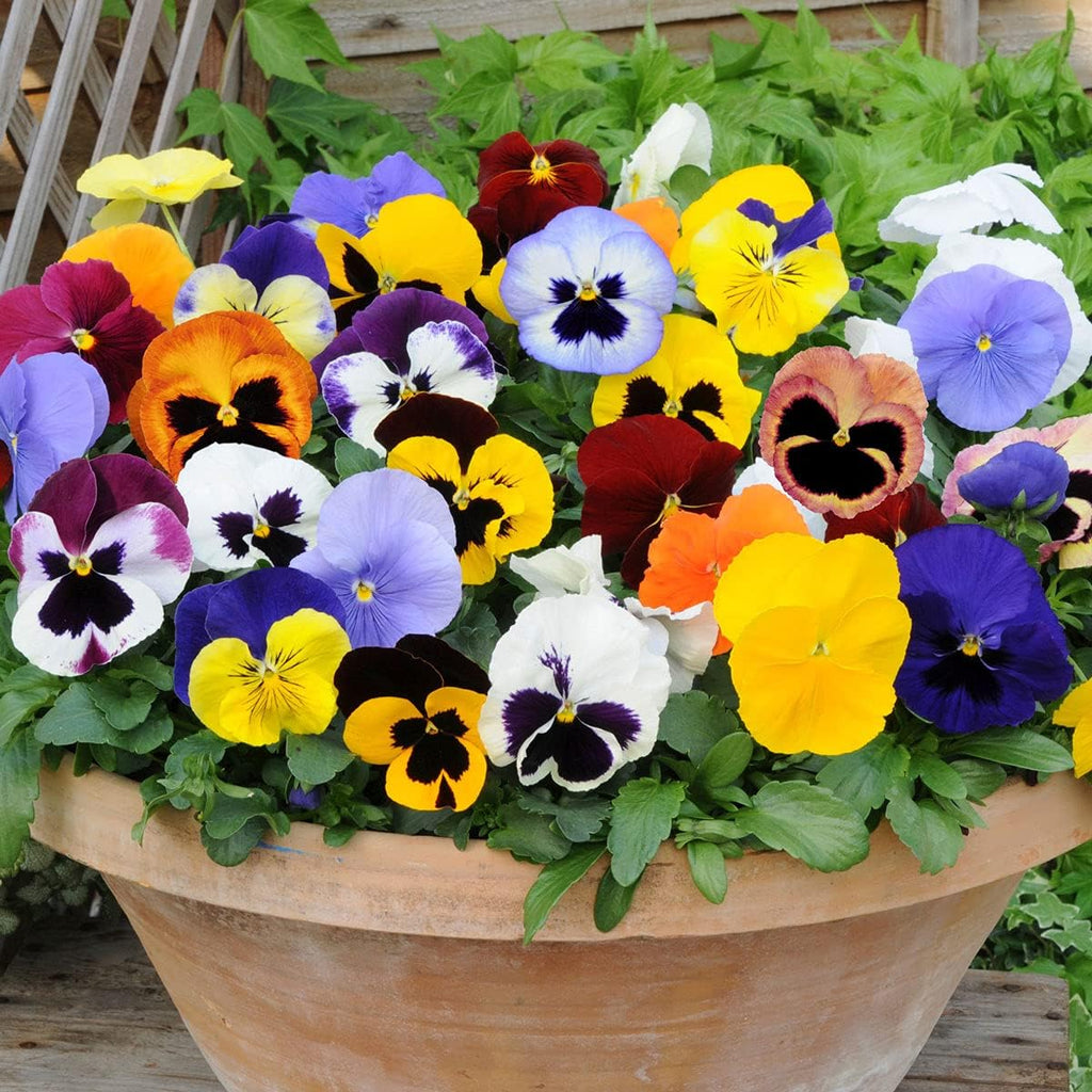 Mixed Colors Pansy Flower seeds for Planting Sun Loving, Heirloom & GMO Free Seeds for Home Garden seeds for planting