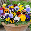 Mixed Colors Pansy Flower seeds for Planting Sun Loving, Heirloom & GMO Free Seeds for Home Garden seeds for planting