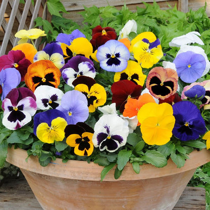 Mixed Colors Pansy Flower seeds for Planting Sun Loving, Heirloom & GMO Free Seeds for Home Garden seeds for planting
