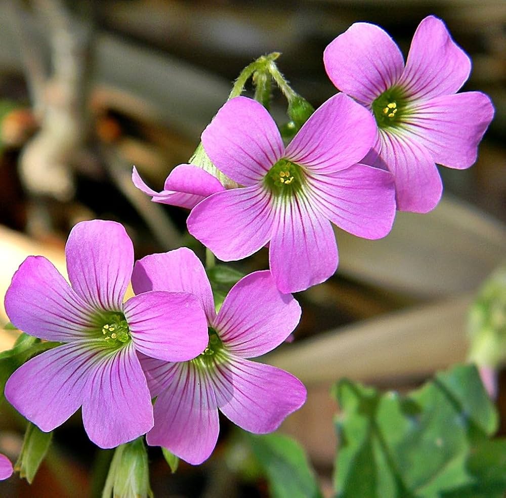 High quality Pink Oxalis Laciniata Flower seeds for Planting Pollinator Friendly, Heirloom & GMO Free Seeds for Home Garden seeds pack