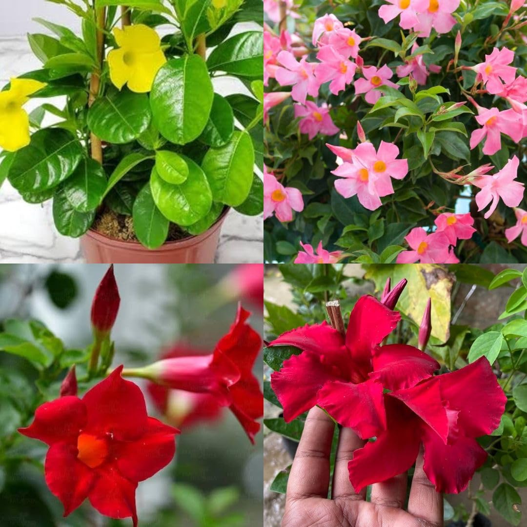 Mandevilla Flower seeds for Planting - Wildflower Mix, Heirloom & GMO Free Seeds for Home Garden
