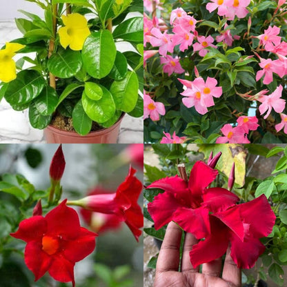 Mandevilla Flower seeds for Planting - Wildflower Mix, Heirloom & GMO Free Seeds for Home Garden
