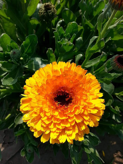 Calendula Marigold Flower seeds for Planting Cottage Garden Essential Heirloom & GMO Free Seeds for Home Garden