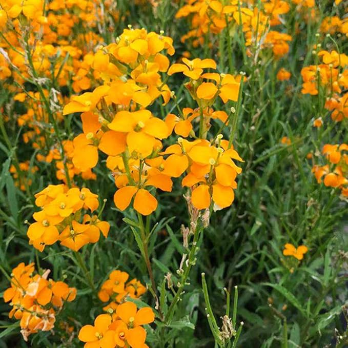 Siberian (Siberian Flower) seeds for planting in home garden