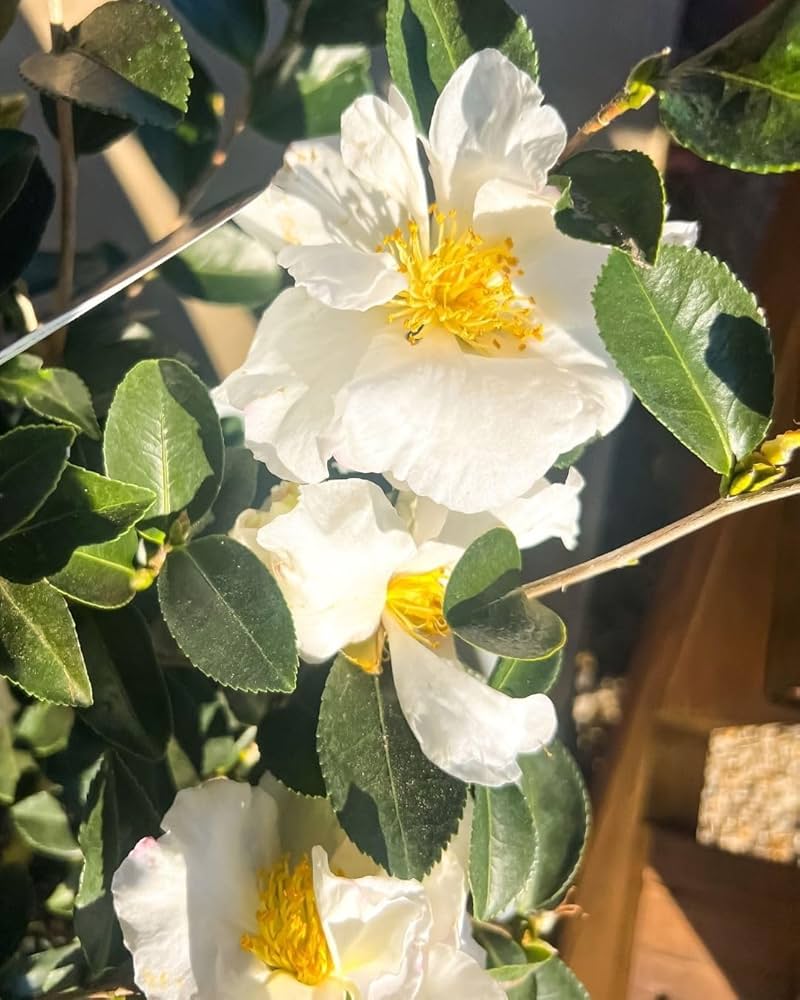 Premium Green Camellia Sinensis Flower seeds for Planting Fragrant Blossoms, Heirloom & GMO Free Seeds for Home Garden seeds