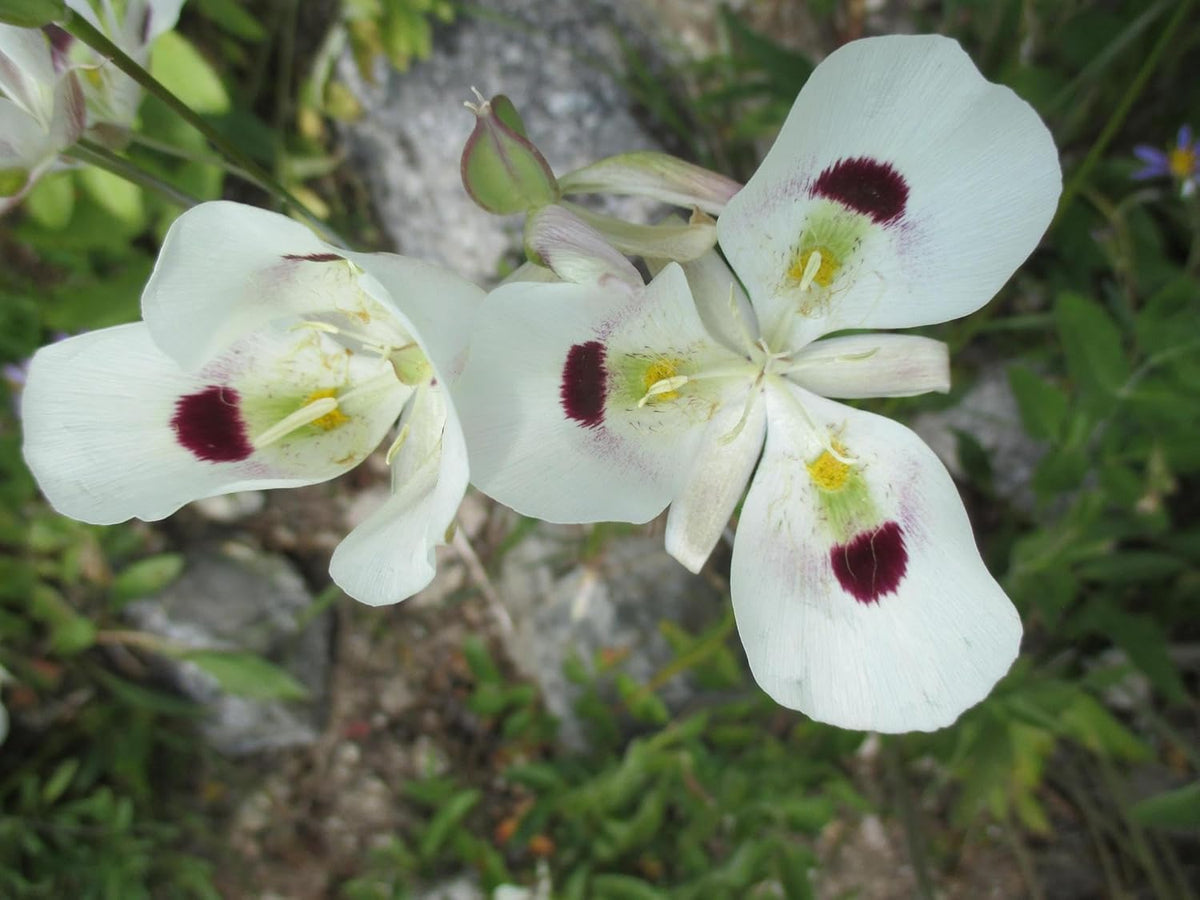 Calochortus Flower seeds for Planting - Bright Blooms, Heirloom & GMO Free Seeds for Home Garden
 
 Sale seeds for home garden