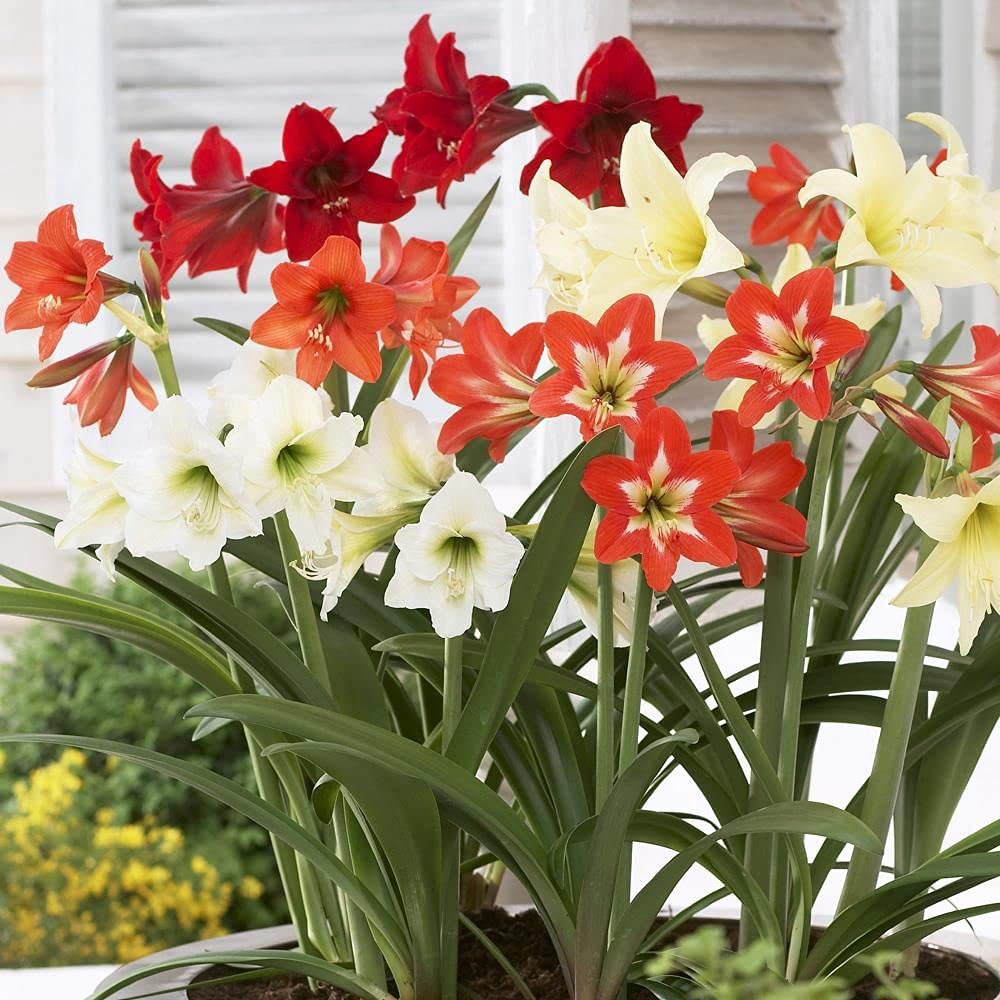 Mixed Amaryllis Bulbs Flower seeds for Planting Bright Blooms, Heirloom & GMO Free Seeds for Home Garden vegetable and garden seeds