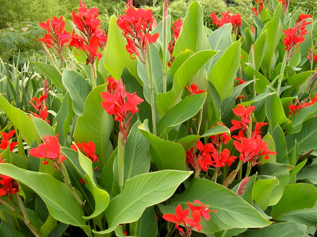 Canna Flower seeds for Planting Fragrant Blossoms, Heirloom & GMO Free Seeds for Home Garden vegetable and garden seeds