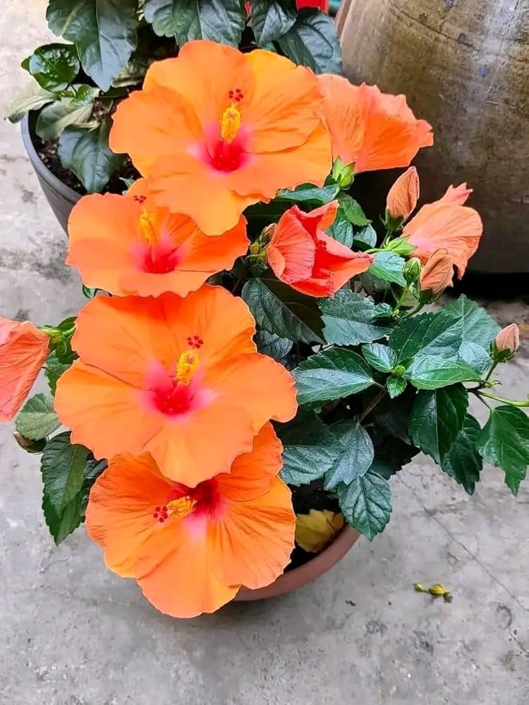 Light Orange Hibiscus Flower seeds for Planting Cottage Garden Essential, Heirloom & GMO Free Seeds for Home Garden vegetable and garden seeds