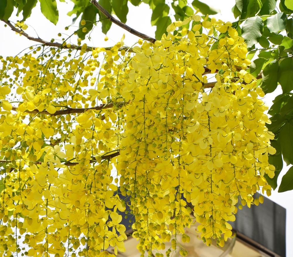 Yellow Laburnum Flower seeds for Planting Vibrant Colors, Heirloom & GMO Free Seeds for Home Garden seeds for planting