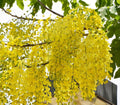 Yellow Laburnum Flower seeds for Planting Vibrant Colors, Heirloom & GMO Free Seeds for Home Garden seeds for planting