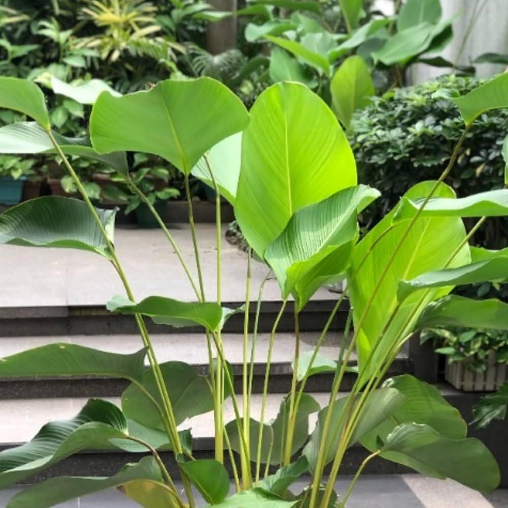 Premium Green Calathea Flower seeds for Planting Low Maintenance, Heirloom & GMO Free Seeds for Home Garden seeds