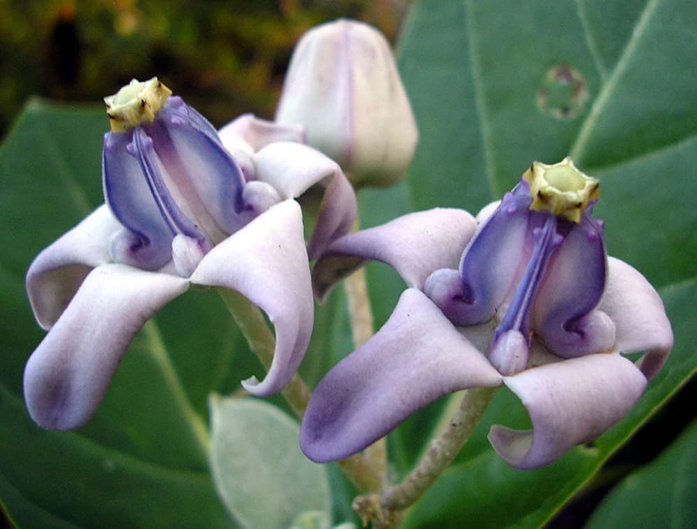 Purple Calotropis Gigantea Flower seeds for Planting Pollinator Friendly, Heirloom & GMO Free Seeds for Home Garden Sale seeds for planting