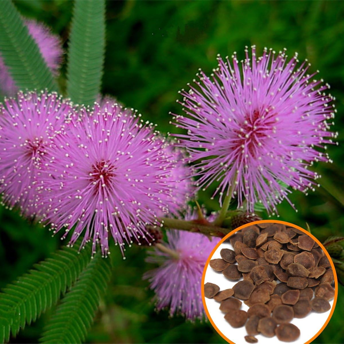 High quality Acacia Baileyana Flower seeds for Planting Cut Flower Favorite, Heirloom & GMO Free Seeds for Home Garden seeds pack