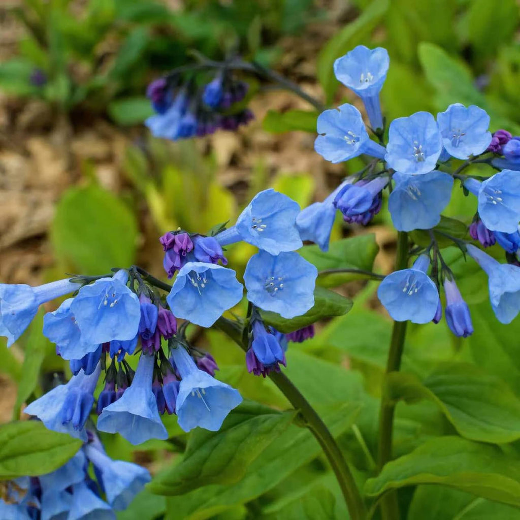 Mertensia Flower seeds for Planting Cottage Garden Essential, Heirloom & GMO Free Seeds for Home Garden seeds for planting