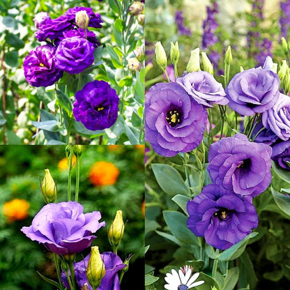Silk Blue Lisianthus Flower seeds for Planting Perfect for Borders Heirloom & GMO Free Seeds for Home Garden