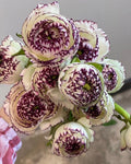 Brown Shade Japanese ranunculus Flower seeds for Planting Fragrant Blossoms, Heirloom & GMO Free Seeds for Home Garden seeds for planting