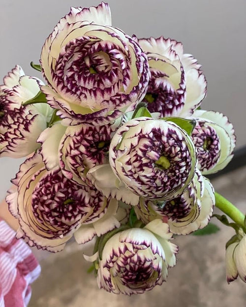 Brown Shade Japanese ranunculus Flower seeds for Planting Fragrant Blossoms, Heirloom & GMO Free Seeds for Home Garden seeds for planting