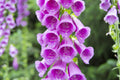 Digitalis Flower seeds for Planting Shade Tolerant, Heirloom & GMO Free Seeds for Home Garden seeds for planting