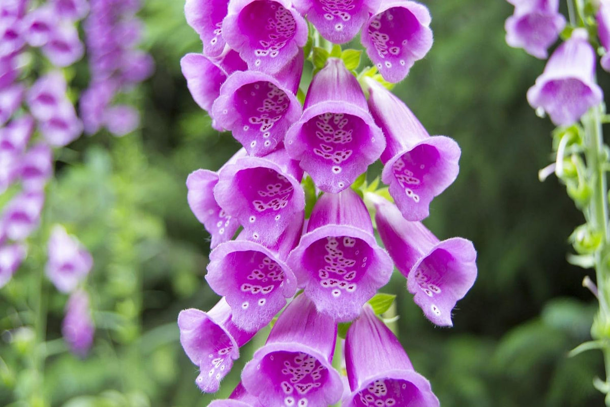 Digitalis Flower seeds for Planting Shade Tolerant, Heirloom & GMO Free Seeds for Home Garden seeds for planting