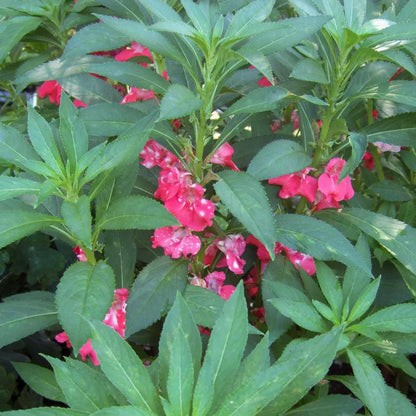 Light Pink Balsam Camellia Flower seeds for Planting Easy to Grow Heirloom & GMO Free Seeds for Home Garden