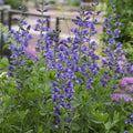 Blue False Indigo Flower seeds for Planting Easy to Grow, Heirloom & GMO Free Seeds for Home Garden seeds for planting
