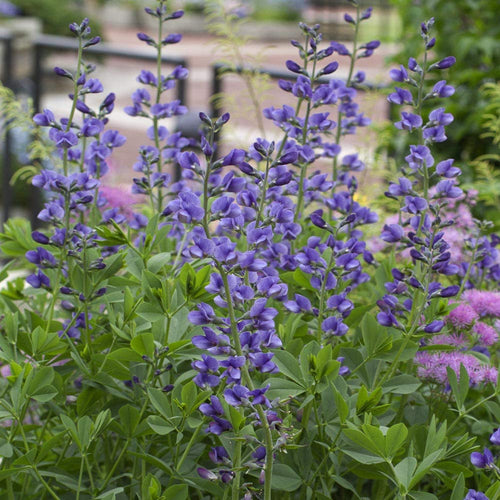 Blue False Indigo Flower seeds for Planting Easy to Grow, Heirloom & GMO Free Seeds for Home Garden seeds for planting