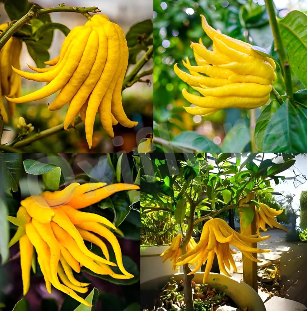 Buddha's Hand Flower seeds for Planting - Easy to Grow, Heirloom & GMO Free Seeds for Home Garden