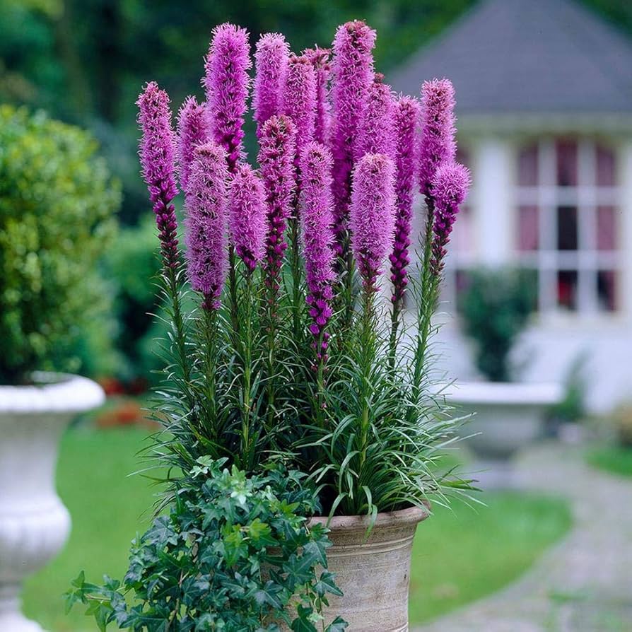 Premium Pink Blazing Stars Flower seeds for Planting Wildflower Mix, Heirloom & GMO Free Seeds for Home Garden seeds