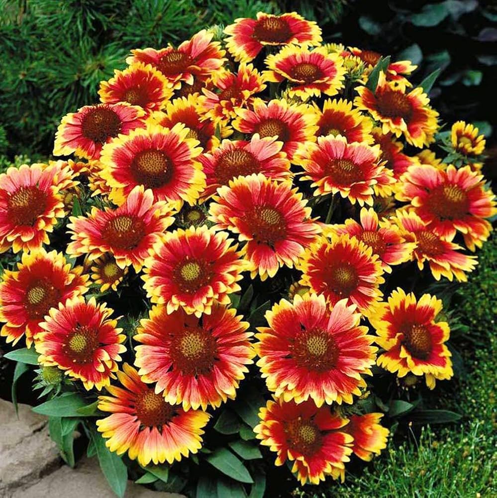 High quality Yellow Red Aristata Flower seeds for Planting Perfect for Borders, Heirloom & GMO Free Seeds for Home Garden seeds pack