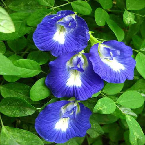 Premium Blue Clitoria ternatea Flower seeds for Planting Easy to Grow, Heirloom & GMO Free Seeds for Home Garden seeds