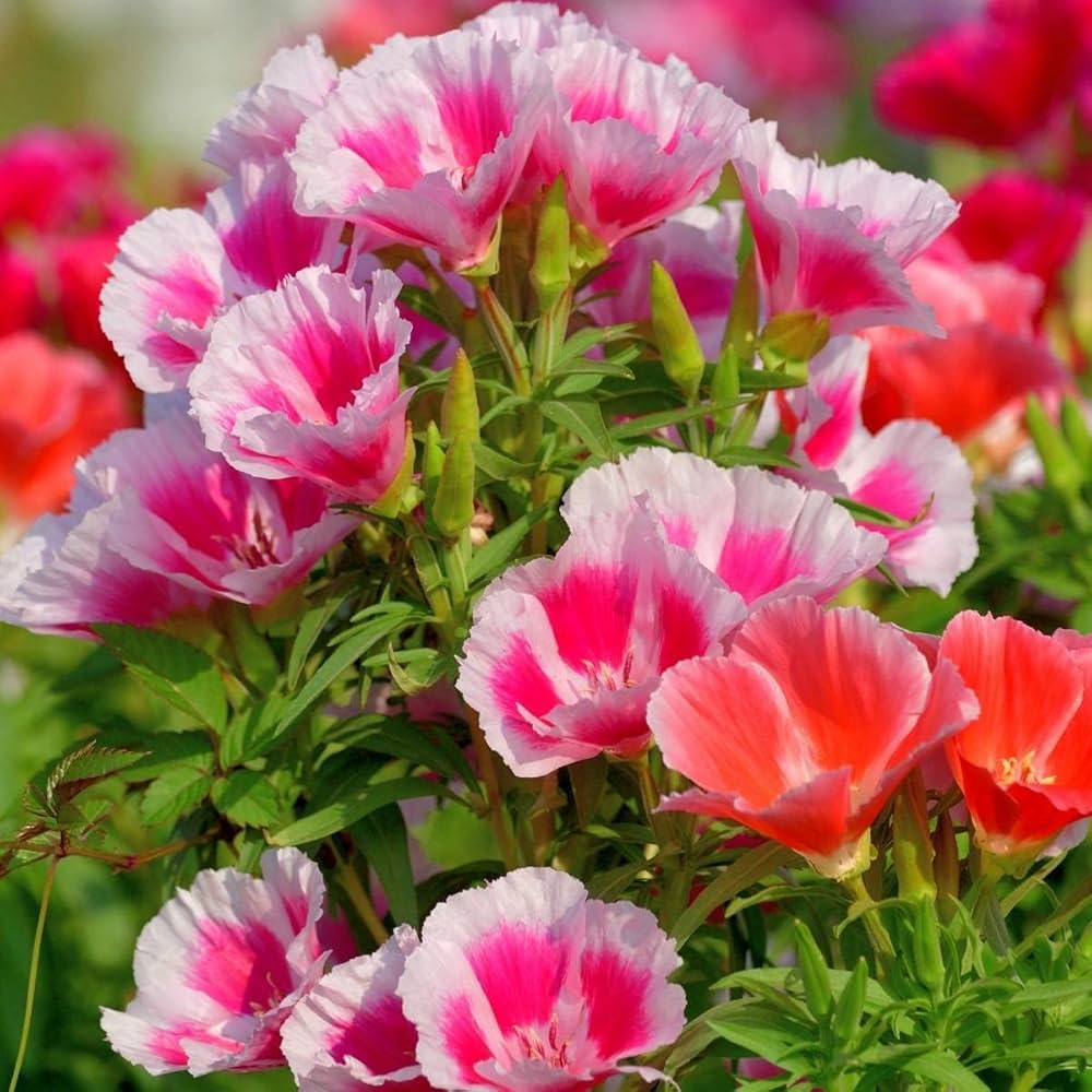 High quality Multicolor Azalea Flower seeds for Planting Cottage Garden Essential, Heirloom & GMO Free Seeds for Home Garden seeds pack