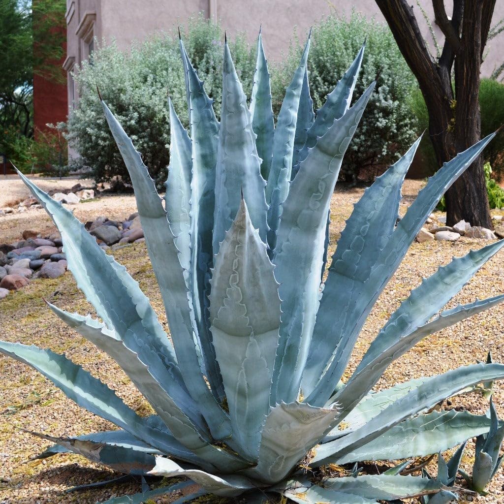 Mixed Agave Flower seeds for Planting Seasonal Bloomer, Heirloom & GMO Free Seeds for Home Garden vegetable and garden seeds