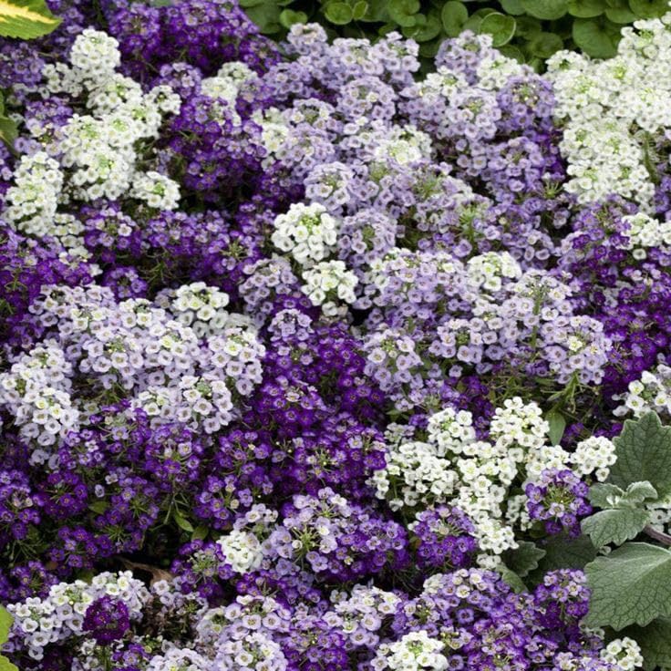 Premium Lobularia Maritima Flower seeds for Planting Pollinator Friendly, Heirloom & GMO Free Seeds for Home Garden seeds