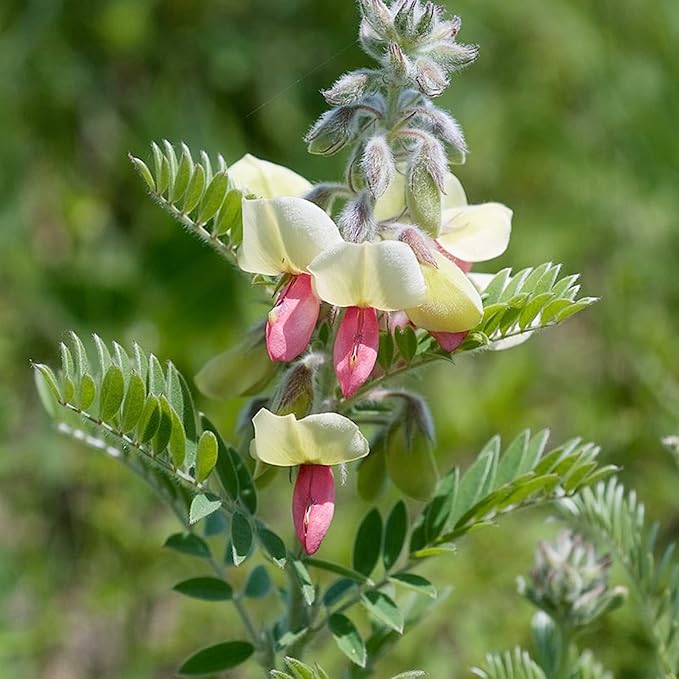 Goat's (Goat's Rue) seeds for planting in home garden