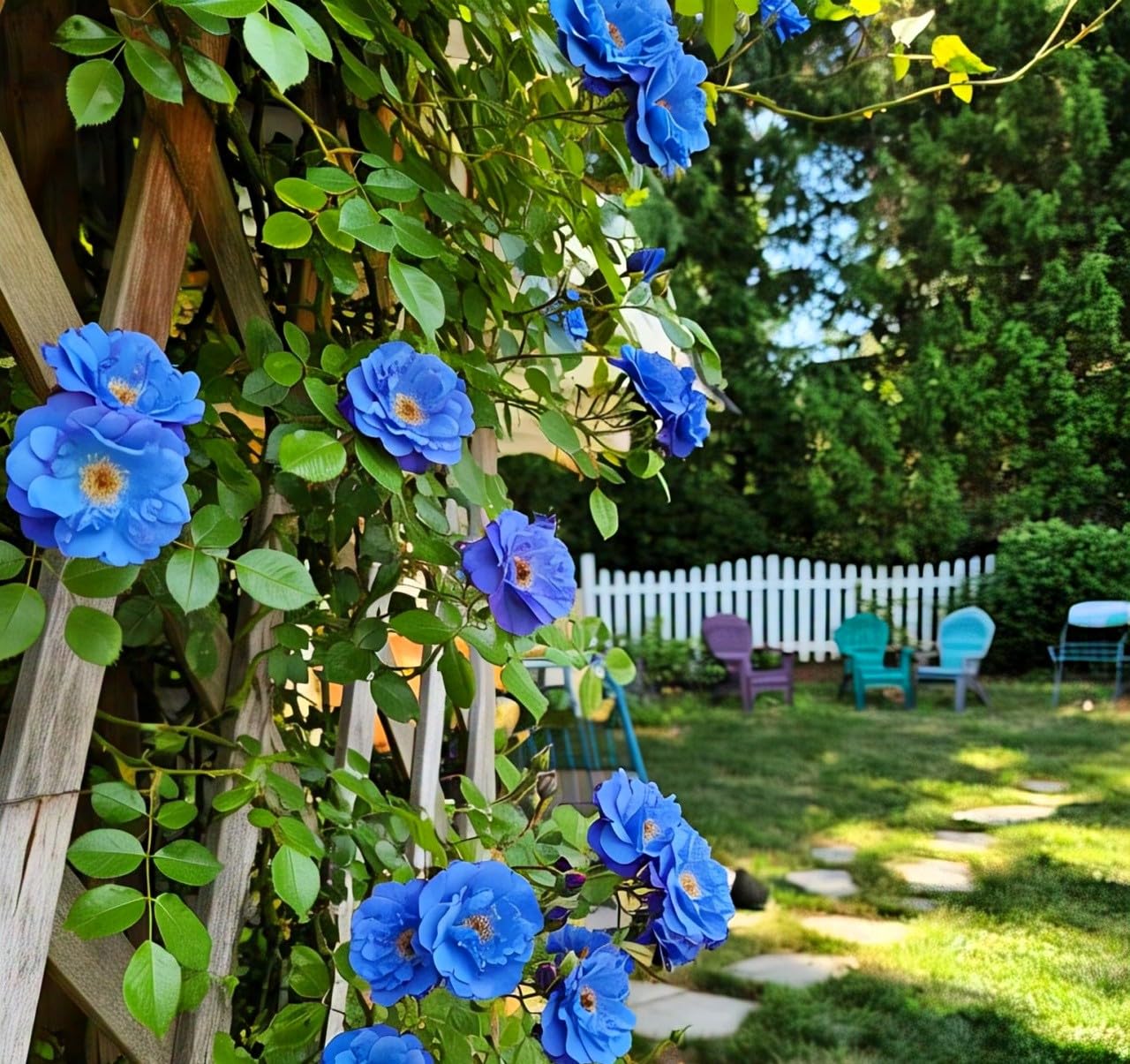 Premium Sky Blue Climbing Rose Flower seeds for Planting Long Bloom Season, Heirloom & GMO Free Seeds for Home Garden seeds